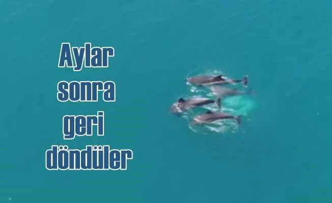 Boğazı mesken tutan yunuslardan unutulmaz gösteri