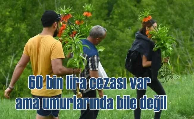 Ters laleleri ağır para cezasına rağmen söküp götürdüler