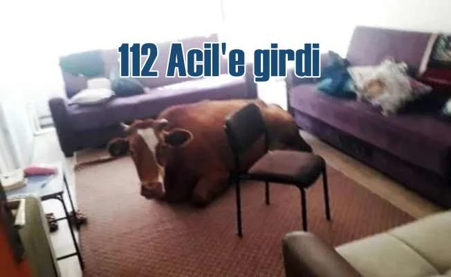 112 Acil'de inek var | Görenler hayrete düştü