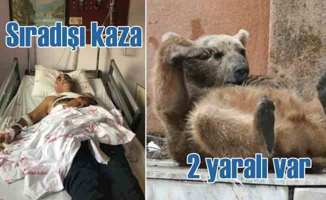 Ayı kazası, 2 hastanelik oldu..