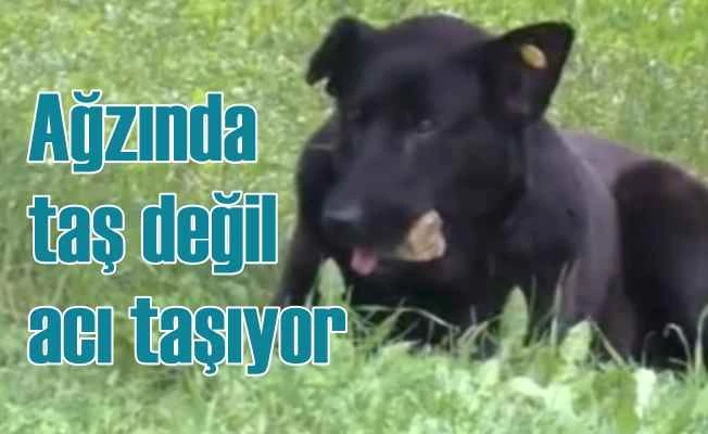 Ağzında taş taşıyan köpeğin ibretlik öyküsü