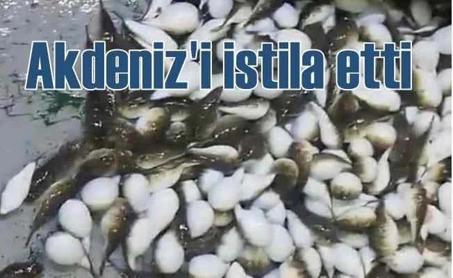 Balon balığı, Akdeniz'i istila etti, balıkçılar şaşkına döndü