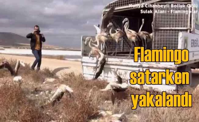 Gölden tuttuğu flamingoları satarken yakalandı, cezayı gereksiz buldu