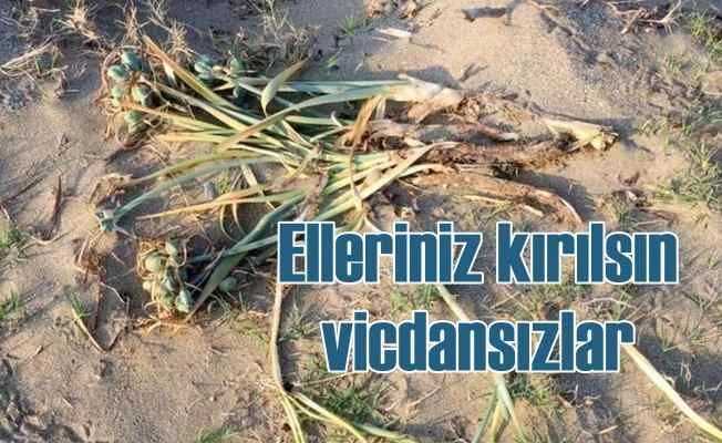Kum zambaklarını köklediler, jandarma magandaları arıyor 