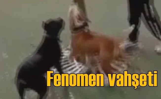 Sosyal medyada ünlü olmak için vahşete imza attılar