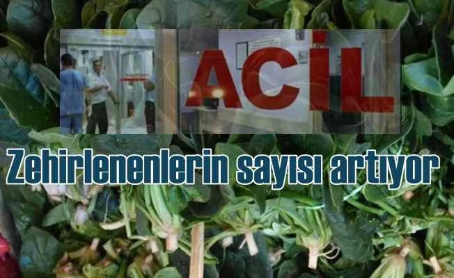 Zehirli ıspanak 108 kişiyi hastanelik etti