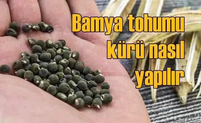 Bamya tohumunun faydaları nelerdir? Bamya tohumu kürü nasıl yapılır?