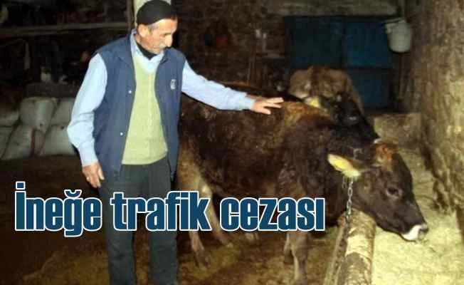 İneğe trafik cezası kesildi, vatandaş şaşkına döndü