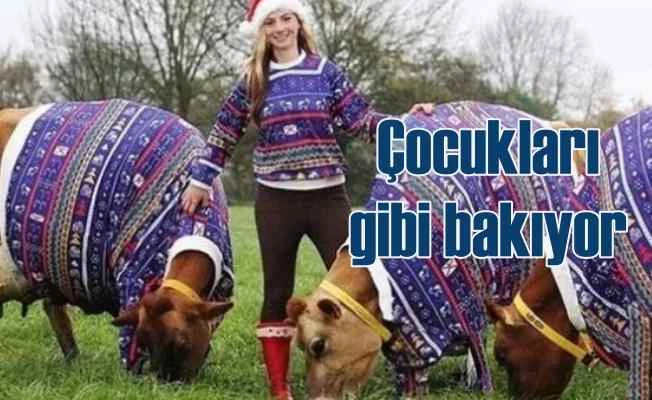 İneklerine yeni yıl hediyesi aldı, çocukları gibi baktı