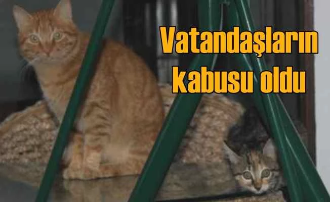 Psikopat kedi, vatandaşlara saldırıyor