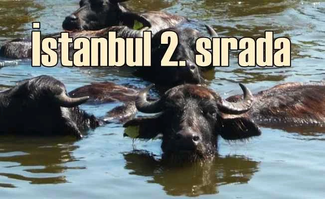 Şile Bezi'nden sonra manda yoğurdu da İstanbul'un