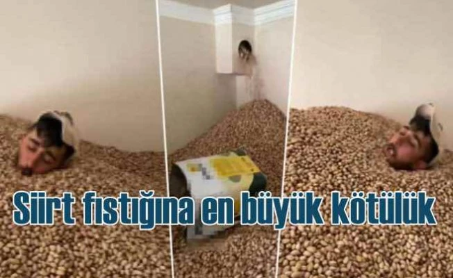 Siirt fıstığına en büyük kötülük | Fıstık içinde çirkin görüntüler