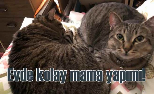 En iyi kedi mamaları | Evde kedi maması nasıl yapılır?