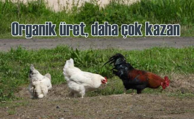 Organik Tavuk nasıl yetiştirilir?