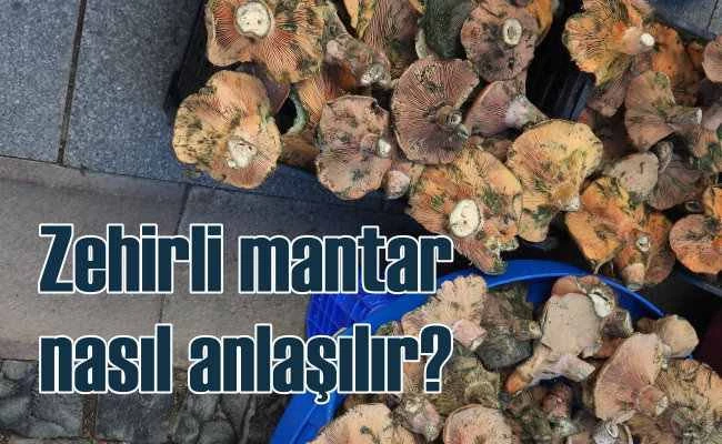 Zehirli mantarı nasıl anlarız?