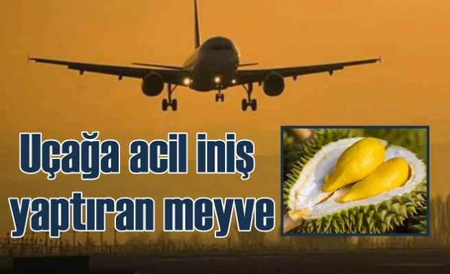 Durain meyvesi yüzünden THY ucağı havadan geri döndü