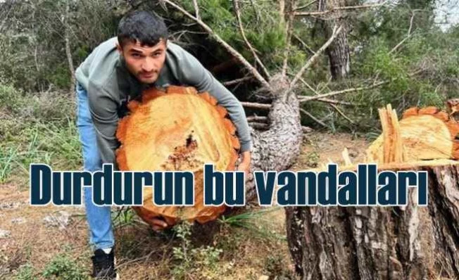 Elektrikli testere ile Toroslar'da ağaç katliamı