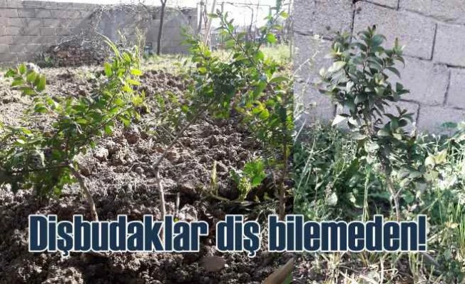 Kitap | Ağaç Zamanı | Çevre bilincini aşılamanın tam zamanı