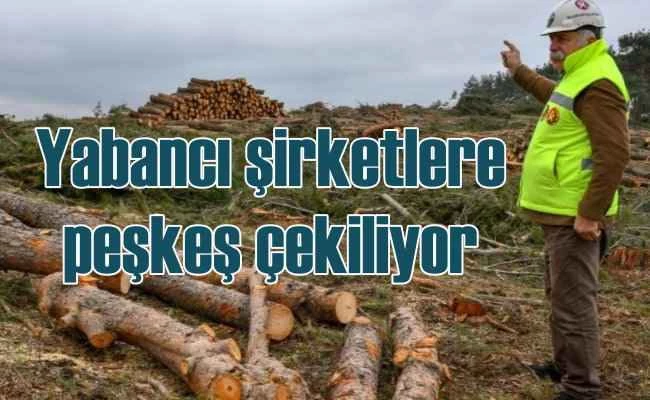 Yüz binlerce ağacı keserek haraç mezat satıyorlar