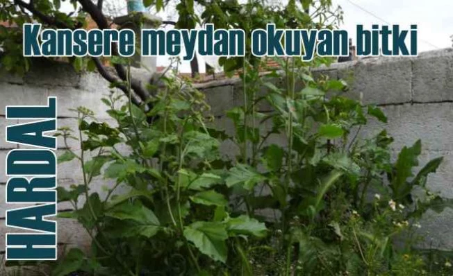 Hardal otunun faydaları | Hardal tohumu nelere iyi gelir?