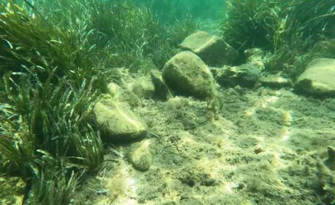 Bodrum'da deniz çayırları zarar gördü