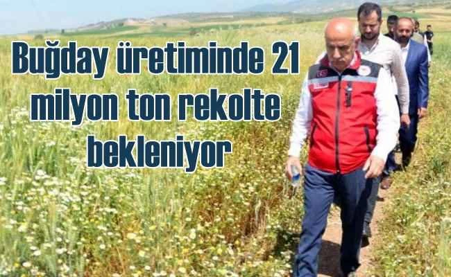 Bugday üretim rekoltesinde yüzde 5 artış bekleniyor