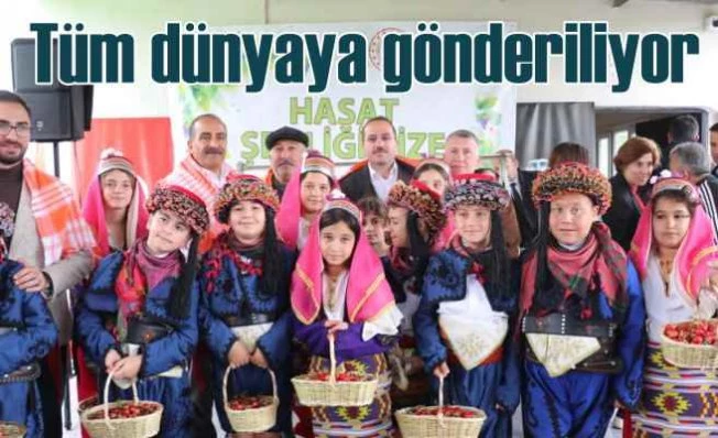 EİB | Türkiye 80 bin ton kiraz ihracatı hedefliyor