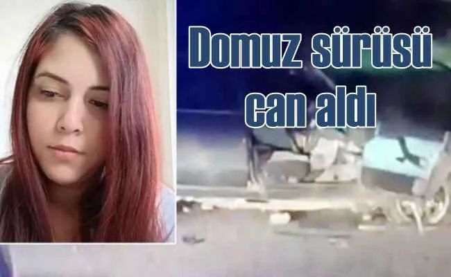 Bestegül Akkaş'ın ölümü | Domuz sürüsü kazaya neden oldu