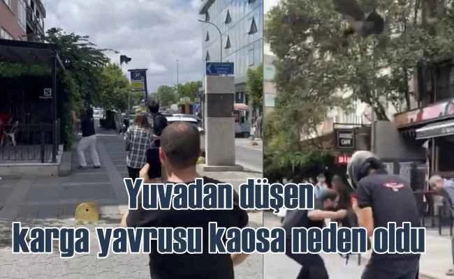 Karga yavrusu yuvadan düştü, kargalar vatandaşlara saldırdı