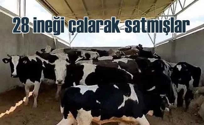 Kurban Bayramı hırsızları 28 ineği çaldı