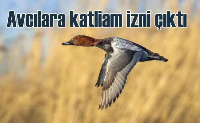 Nesli tükenmekte olan türlerin avına izin verdiler