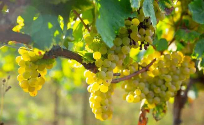 Superior Seedless Çeşidi Sofralık Üzümün ihracat yolculuğu başladı