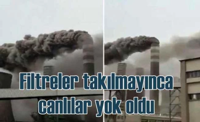 Termik santral canlı popülasyınu öldürdü