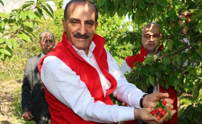 Kiraz ihracatı 200 milyon doları aştı