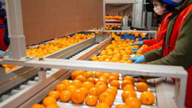 Narenciye ihracatında 2023 hedefi 1 milyar dolar