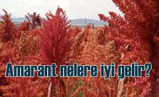 Amarant bitkisinin faydaları | Amarant nerede yetişir?