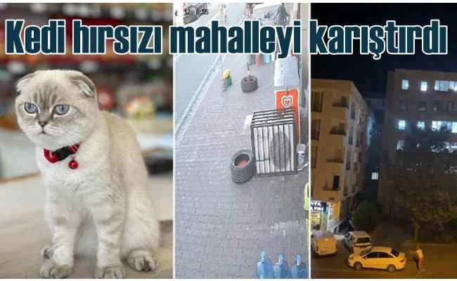 Kedi hırsızı, mahalleyi karıştırdı, silahlar patladı
