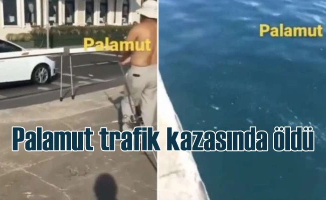 Trafik kazasında ölen palamut için başsağlığı