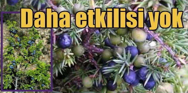 Ardıç yağı kremi, doğal ağrı kesici, mikrop kırıcı